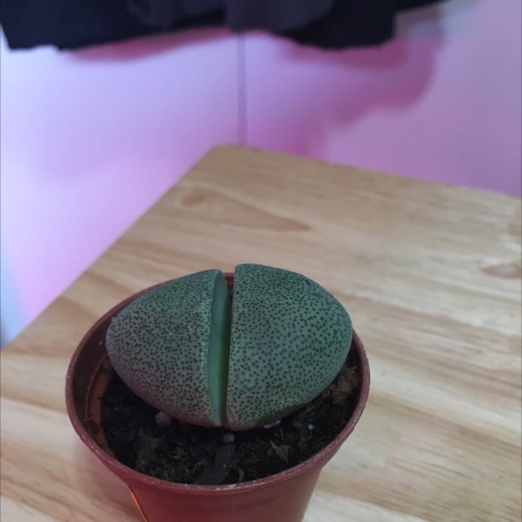 Split Rock plant (Pleiospilos nelii) in a small pot on a wooden surface.