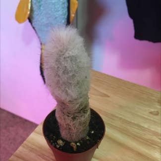 Peruvian Old Man Cactus plant in Eau Claire, Wisconsin