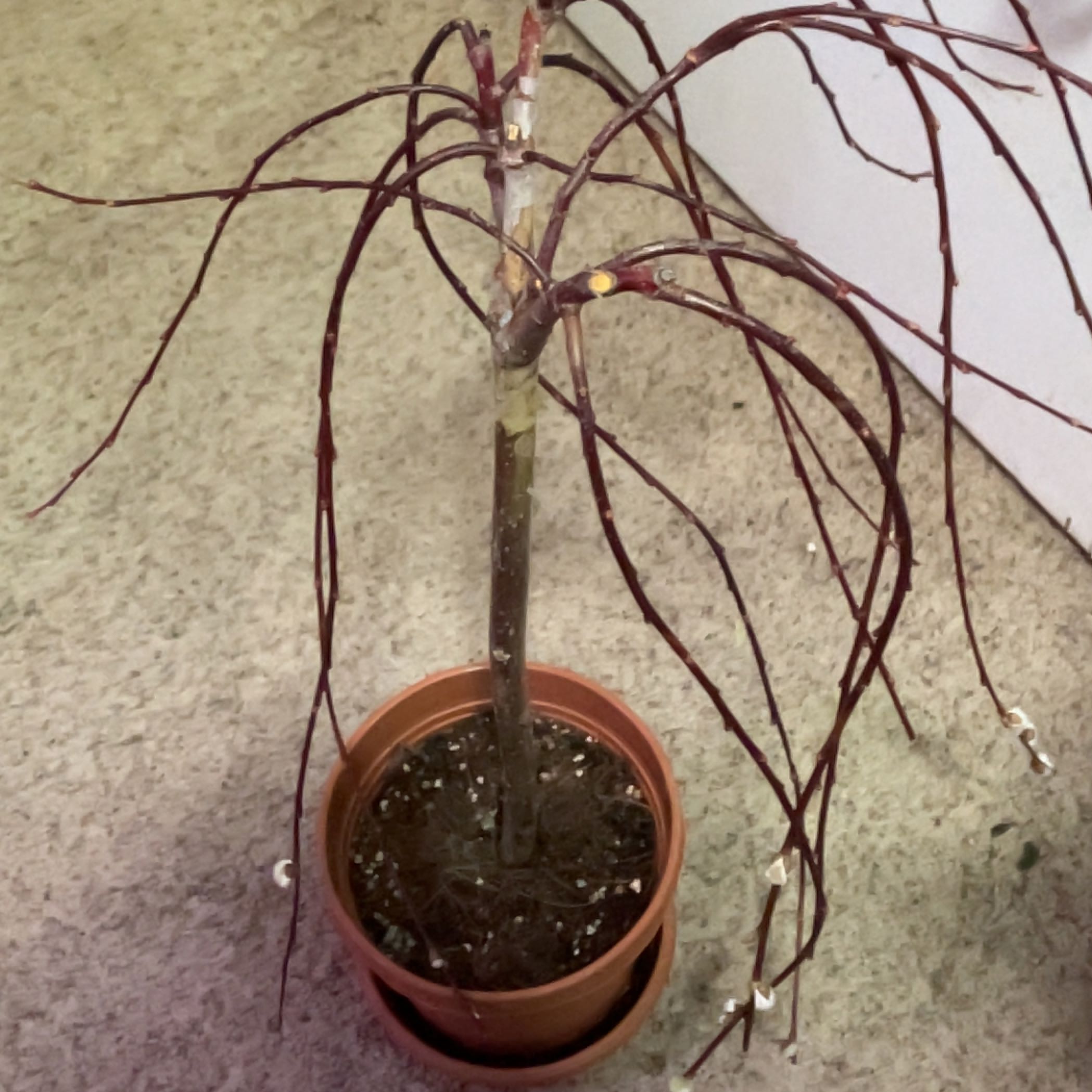Leaf Erickson