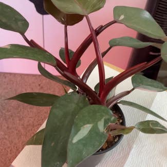 Pink Princess Philodendron plant in Eau Claire, Wisconsin