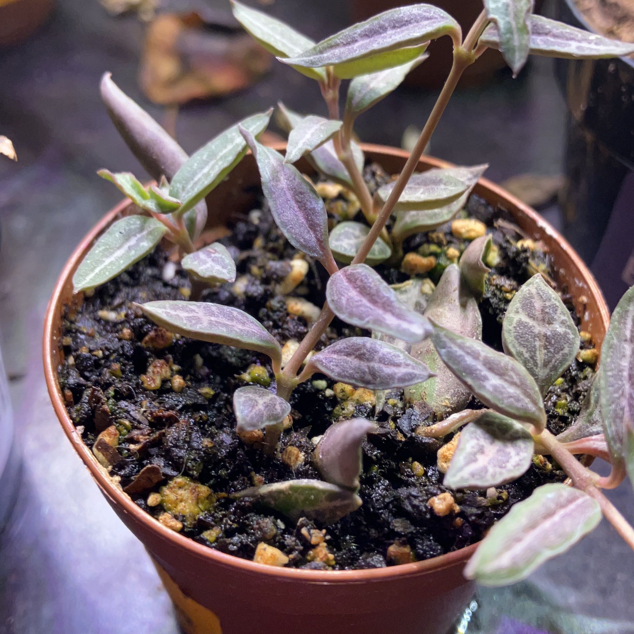 Photo of the plant species String of Spades by @Icecreemman100 named Unknown on Greg, the plant care app