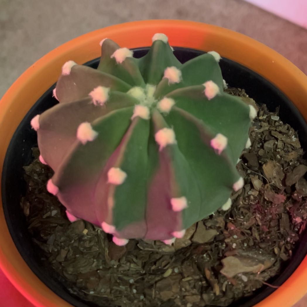 Photo of the plant species Variegated Domino Cactus by @Icecreemman100 named indiana jones on Greg, the plant care app