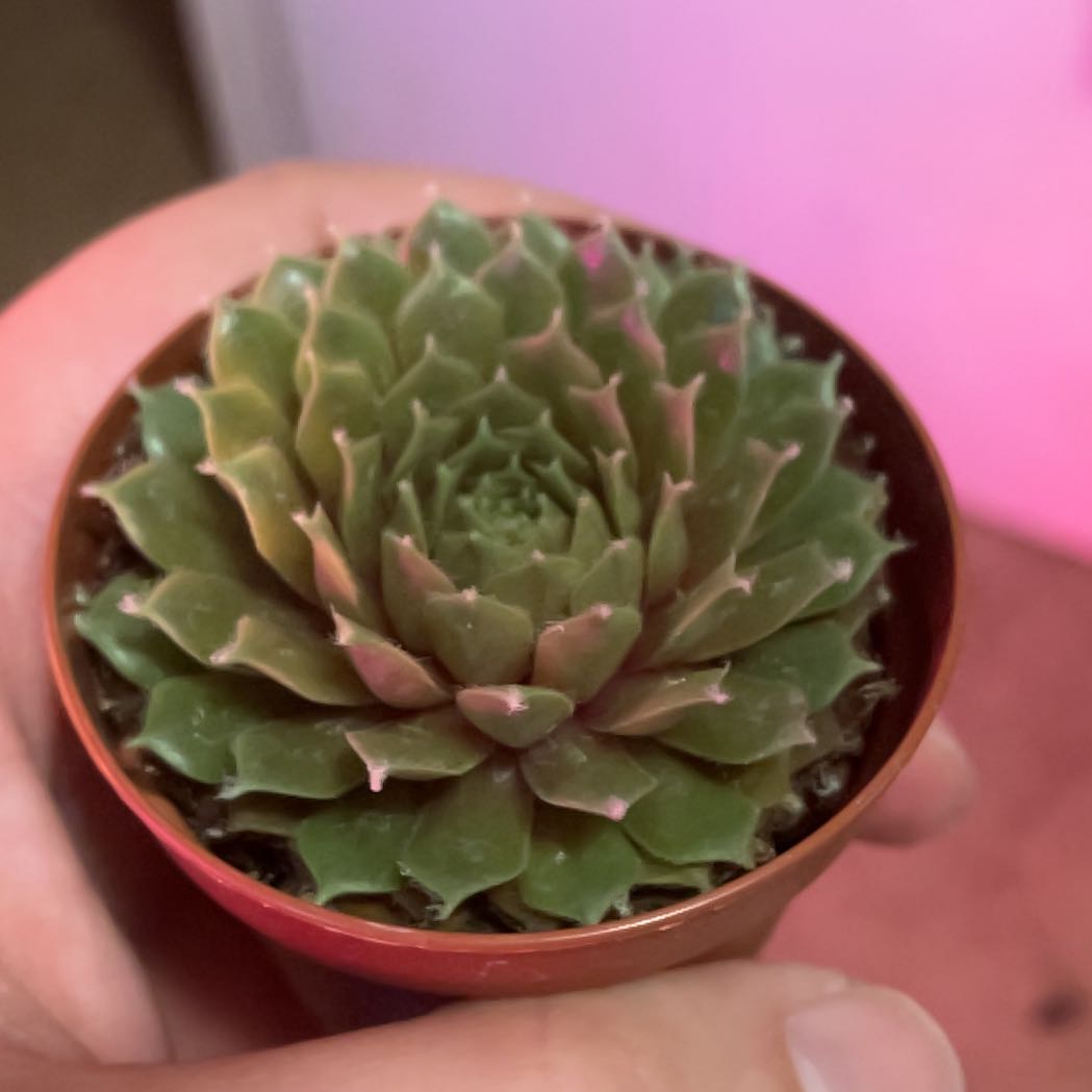 Photo of the plant species Teneriffe houseleek by @Icecreemman100 named Moze on Greg, the plant care app