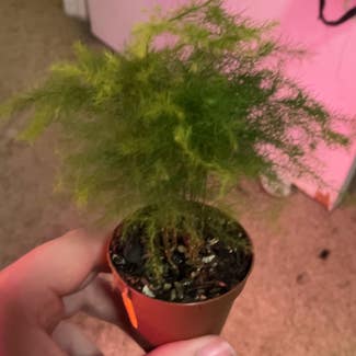 Asparagus Fern plant in Eau Claire, Wisconsin