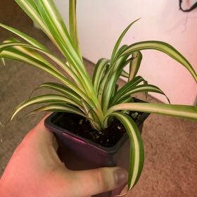 Spider Plant plant in Eau Claire, Wisconsin