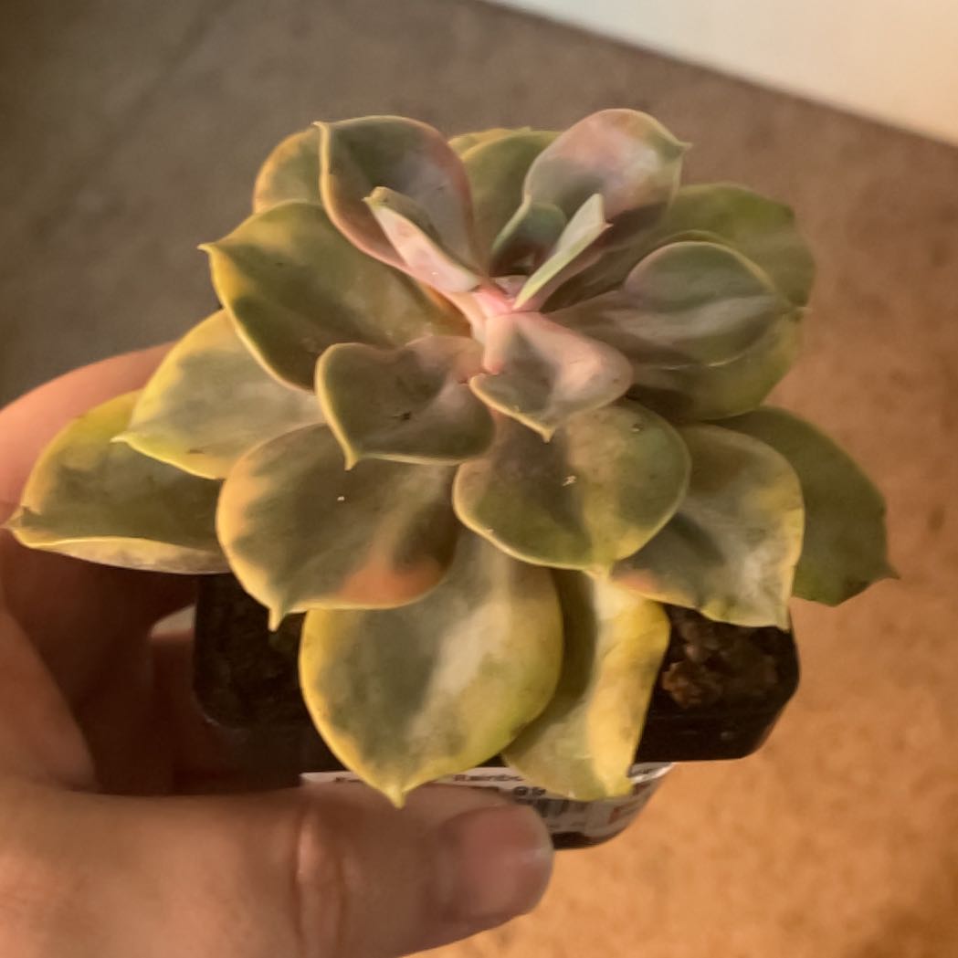 Photo of the plant species Rainbow Echeveria by @Icecreemman100 named quartz on Greg, the plant care app
