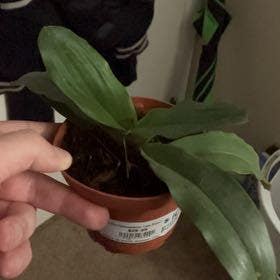 Slipper Orchid plant in Eau Claire, Wisconsin