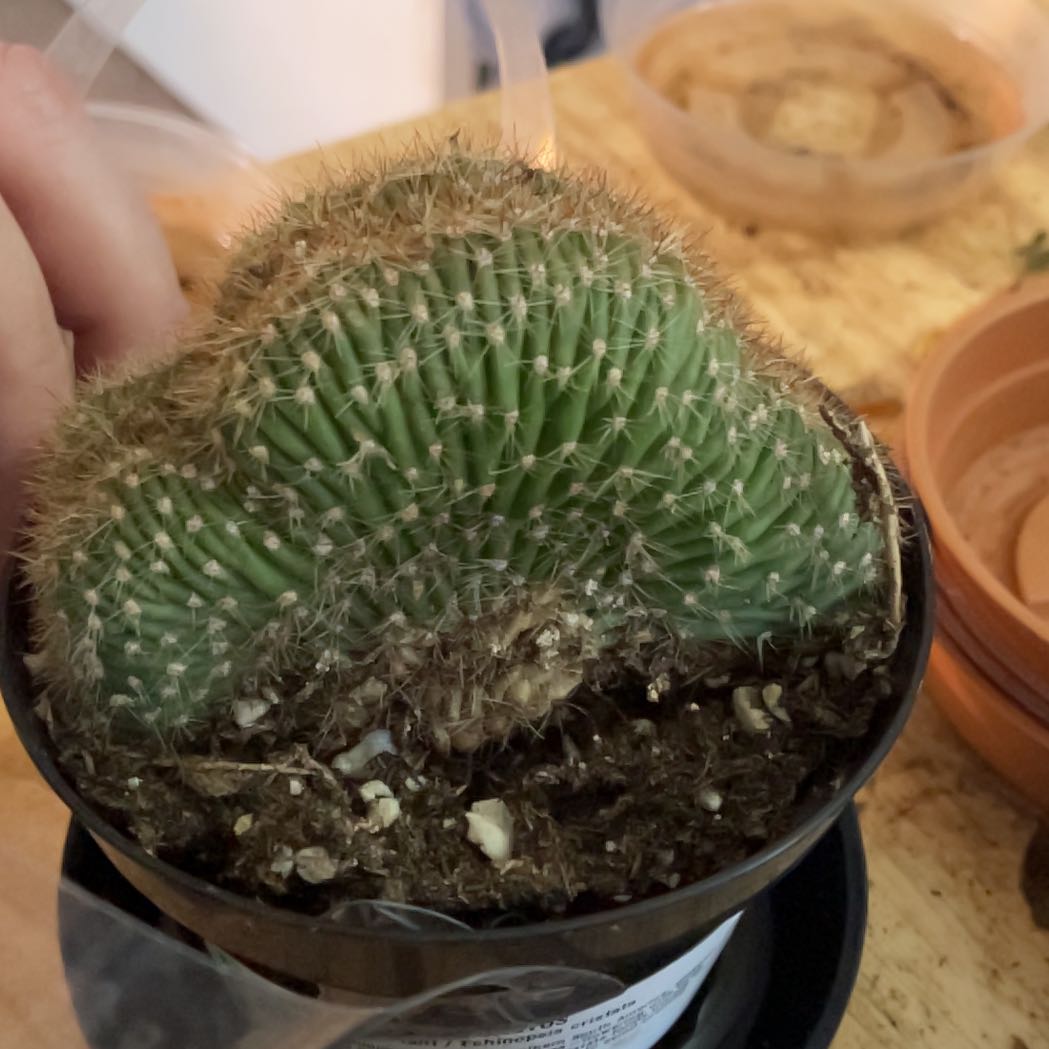 Photo of the plant species Caterpillar cactus by @Icecreemman100 named Kat on Greg, the plant care app