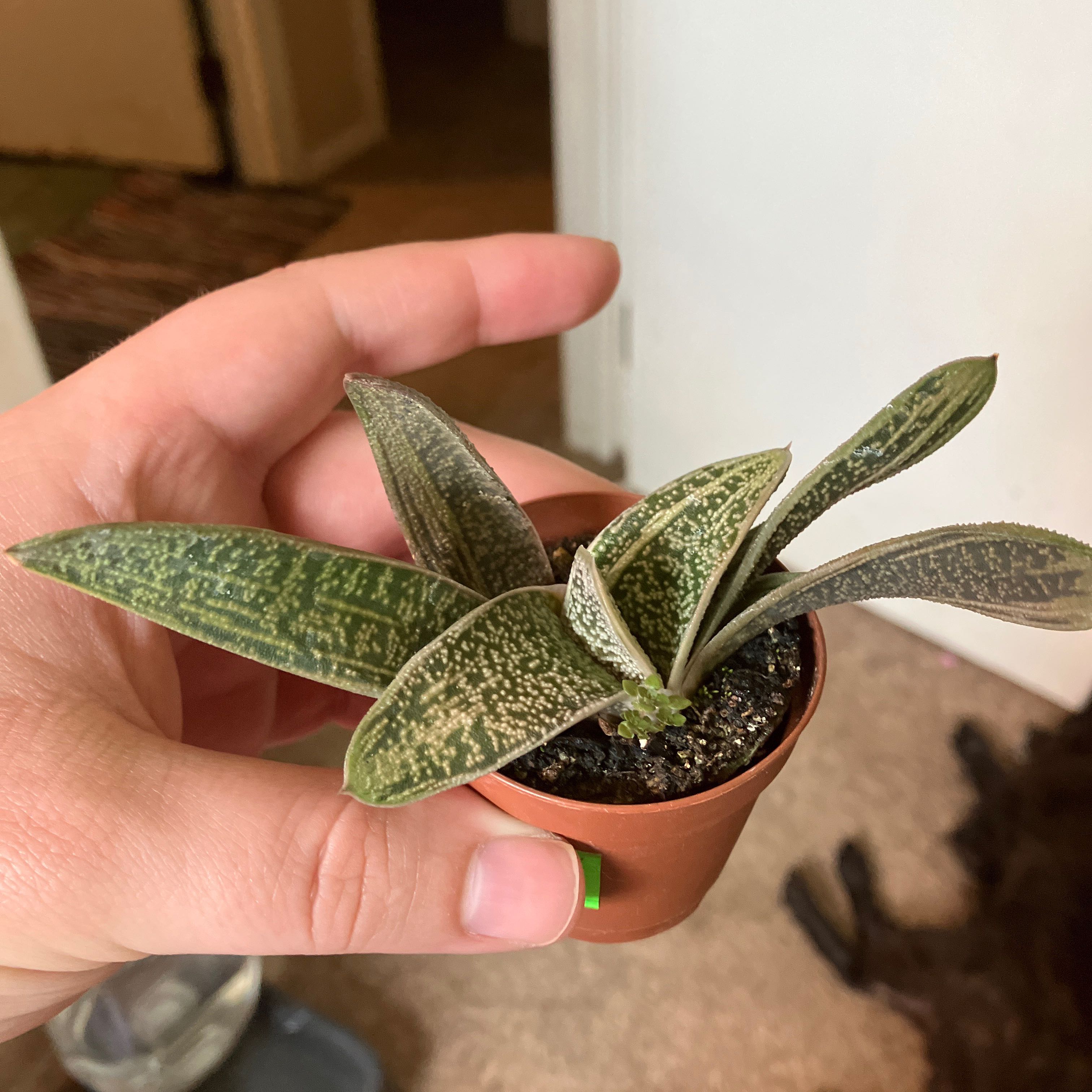 Gasteria 'Little Warty' plant in a small pot held by a hand.