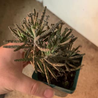Mother of Millions plant in Eau Claire, Wisconsin