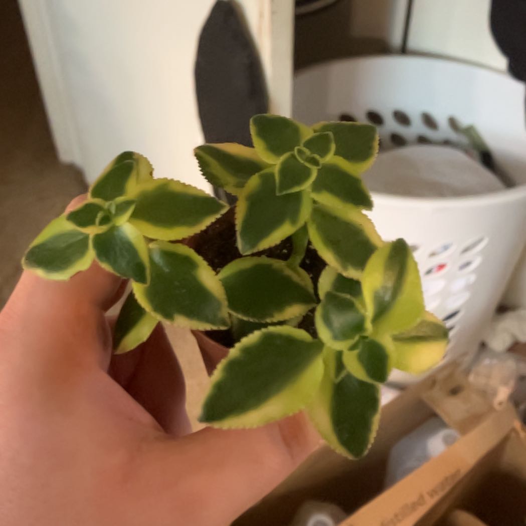 Photo of the plant species Variegated Trailing Jade Plant by @Icecreemman100 named Lemon on Greg, the plant care app