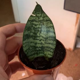 Photo of the plant species Koi Fin Snake Plant by @Icecreemman100 named Tui on Greg, the plant care app