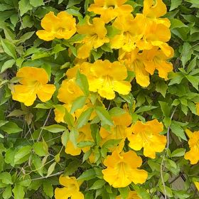 Photo of the plant species Yellow Bells by Elijah named Tupot amaroot on Greg, the plant care app