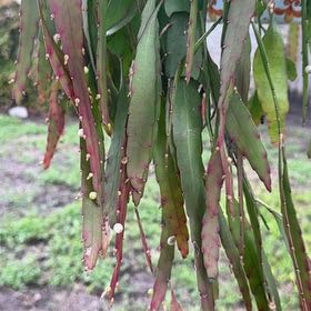 Photo of the plant species Murray Red Gum by Elijah named Baesil on Greg, the plant care app