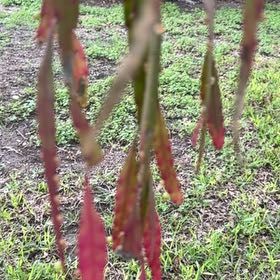 Photo of the plant species Bolivian Fuchsia by Elijah named Sherlock on Greg, the plant care app