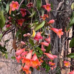 Photo of the plant species Crossvine by Elijah named Foxxy on Greg, the plant care app