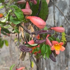 Photo of the plant species Crossvine by Elijah named Scarlett on Greg, the plant care app