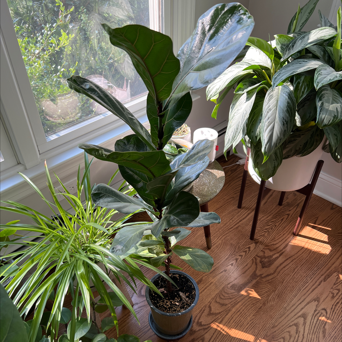 Fiddle Leaf Fig plant photo by @Sanela named Gettin Figgy wit it on Greg, the plant care app.