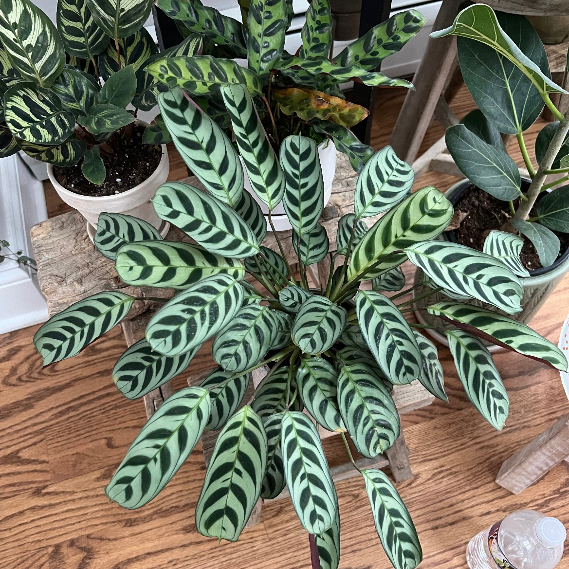 Healthy Fishbone Prayer Plant with striped lance-shaped leaves in herringbone pattern, surrounded by other thriving houseplants.
