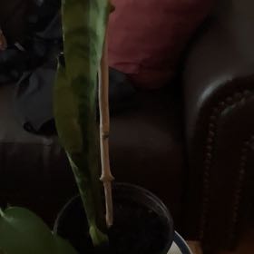 Photo of the plant species Sansevieria zeylanica by @Higgy22559 named Hemingway on Greg, the plant care app