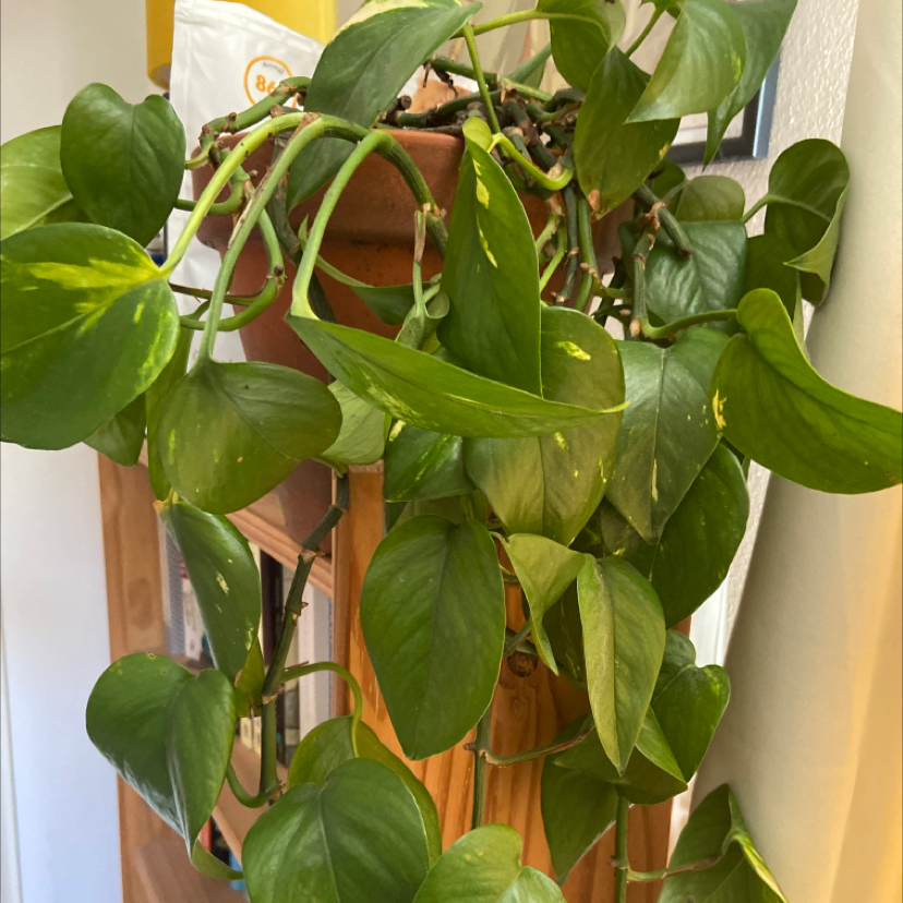 Marble Queen Pothos plant photo by @EmsPlantHangout named Pothos on Greg, the plant care app.