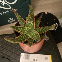 Aloe 'Christmas Carol' plant