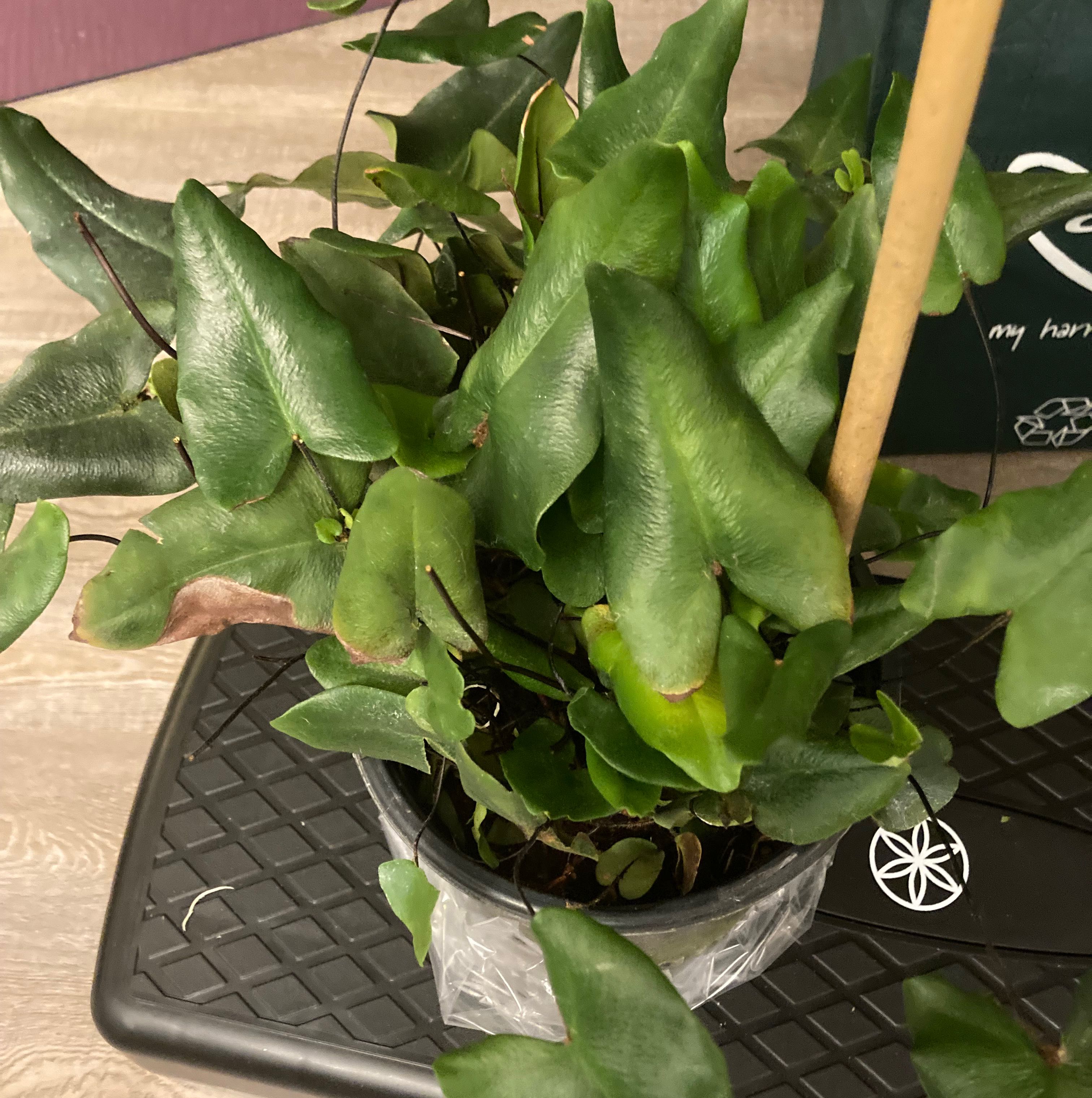 Heart Fern plant in a pot with mostly green leaves and some minor browning.