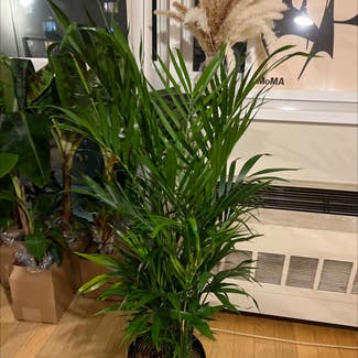 Cat Palm plant in Edgewater, New Jersey