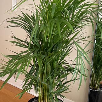 Areca Palm plant in Edgewater, New Jersey