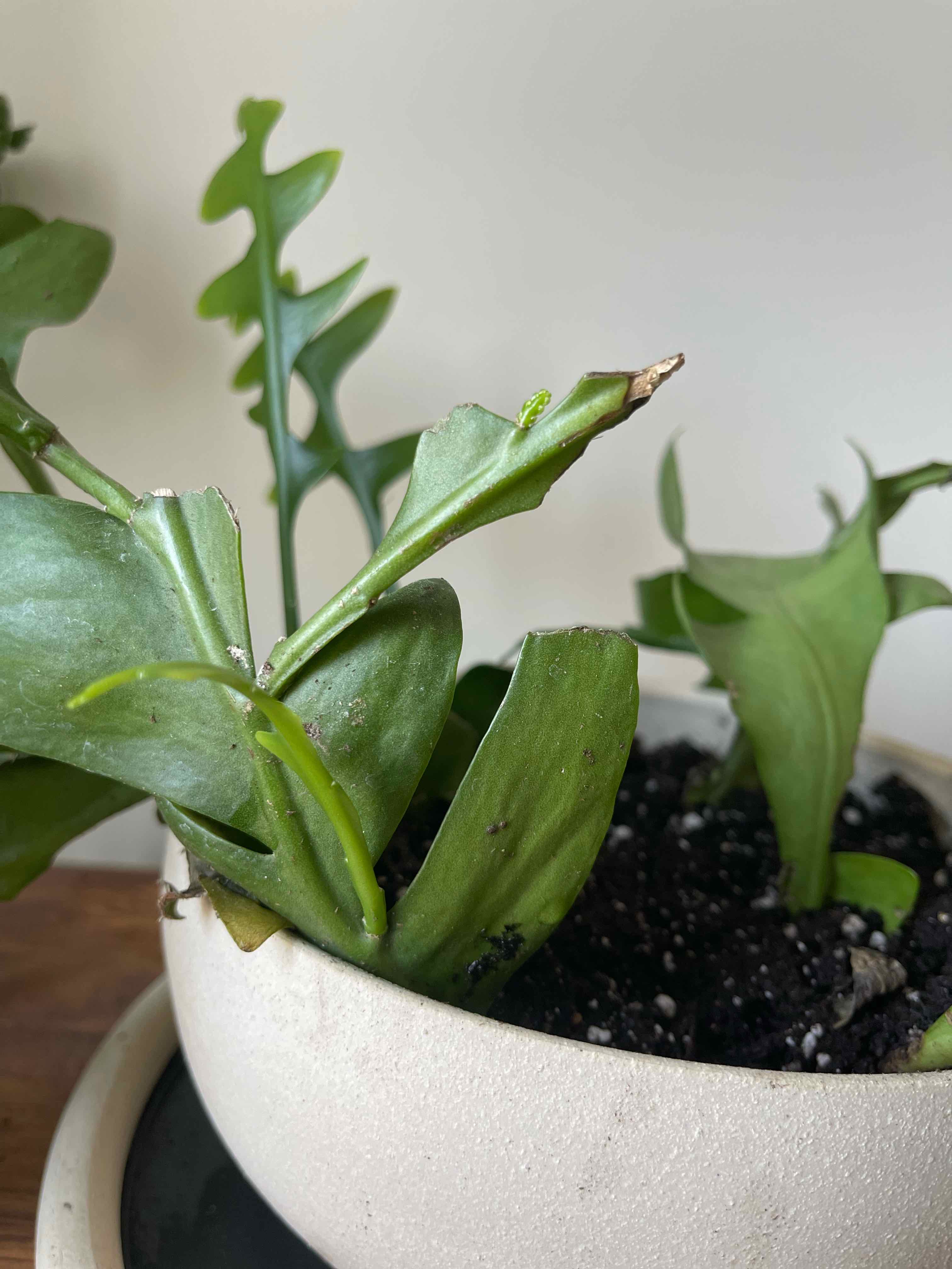 Shark fin cactus in a pot with visible soil and slight browning on one leaf tip.