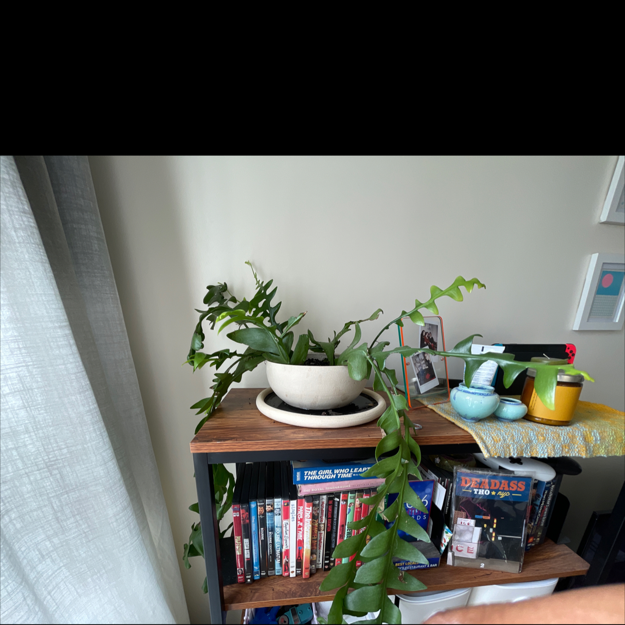 Shark fin cactus (Epiphyllum anguliger) on a wooden shelf, healthy green leaves.