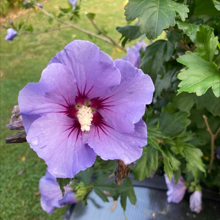 Korean Hibiscus with a prominent purple flower and green leaves.