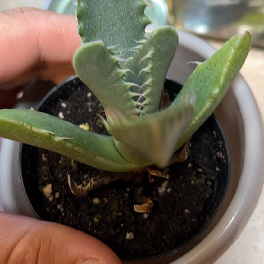 Photo of the plant species Faucaria paucidens by @YarnQueen named Lola on Greg, the plant care app