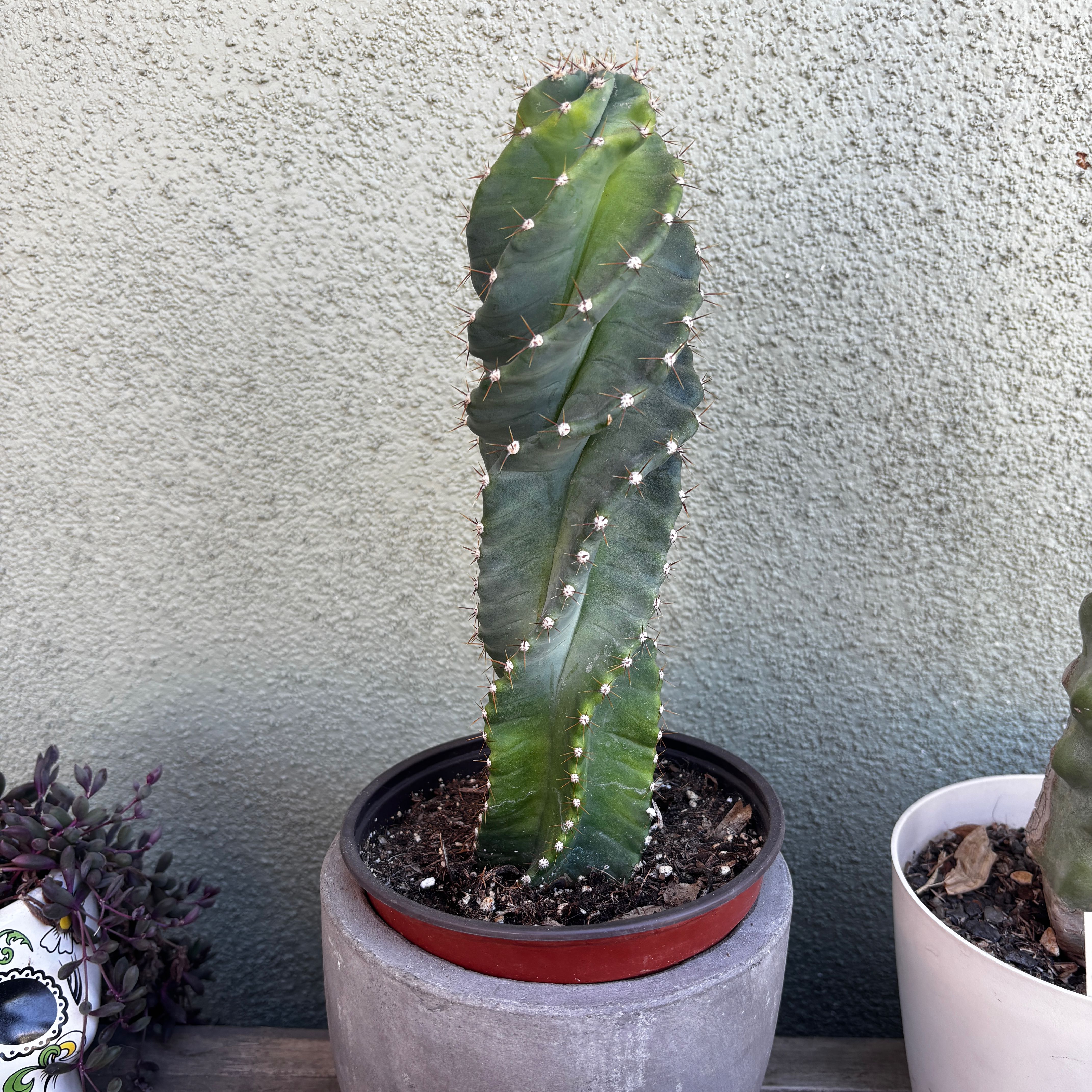 Photo of the plant species Cereus forbesii 'Giromagi' by @xopaige named Spiral Cactus on Greg, the plant care app