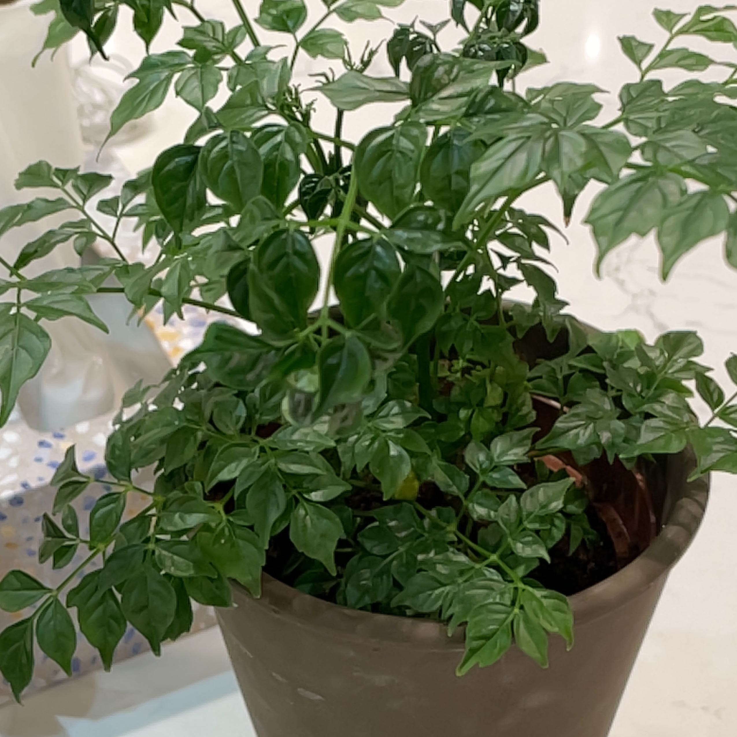 Healthy potted China Doll plant with lush green compound leaves growing in a brown ceramic pot, soil surface visible.