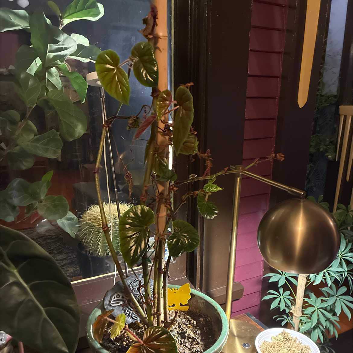 Photo of the plant species Begonia by @Deah named Queen on Greg, the plant care app