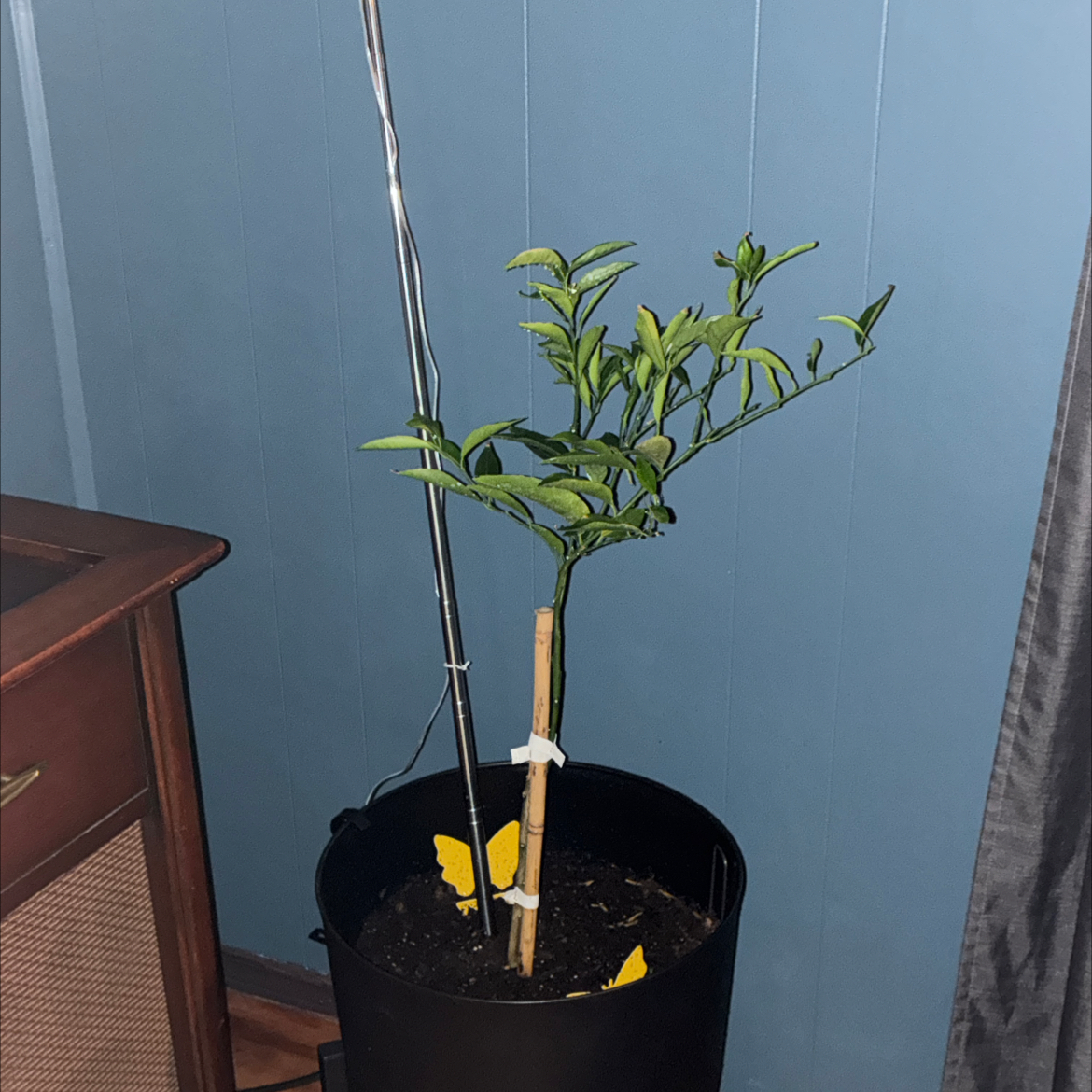 Photo of the plant species Nules Clementine by @Deah named Clem Fandango on Greg, the plant care app