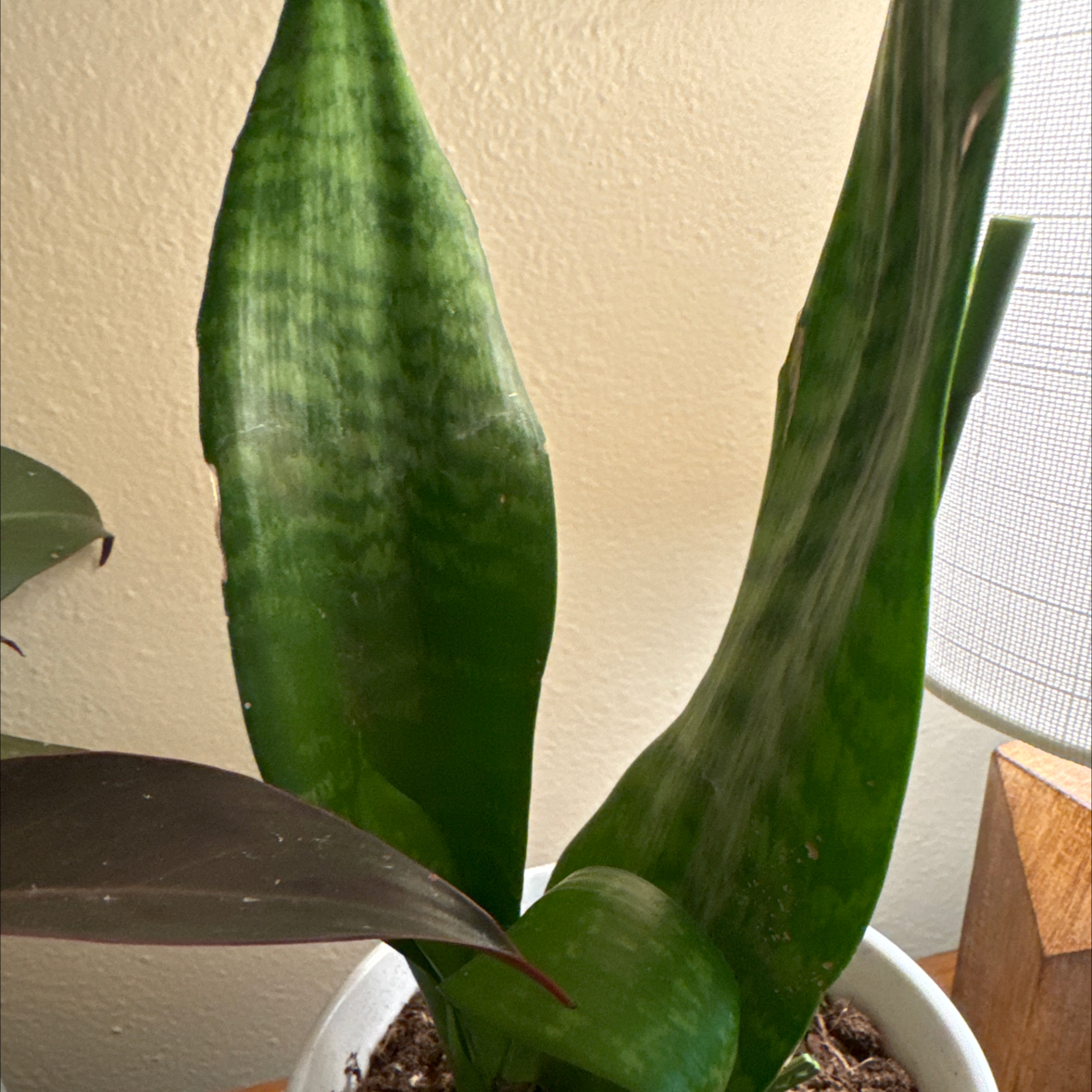 Photo of the plant species Futura Robusta Snake Plant by @julierosealex named Snek on Greg, the plant care app