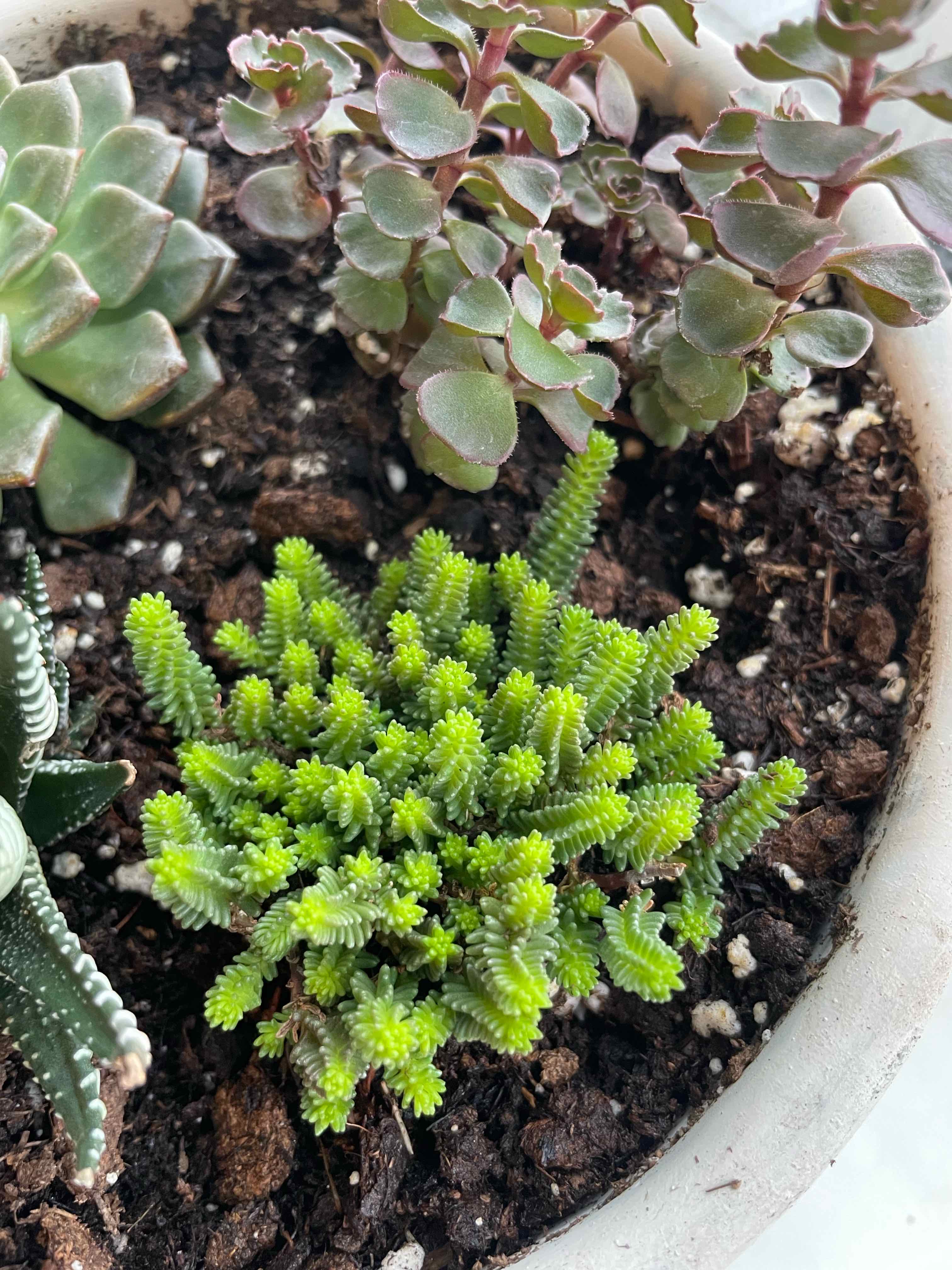 Tasteless Stonecrop plant in a pot with other succulents, showing healthy green foliage.