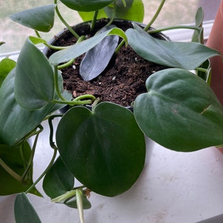 Heartleaf Philodendron plant in Mankato, Minnesota