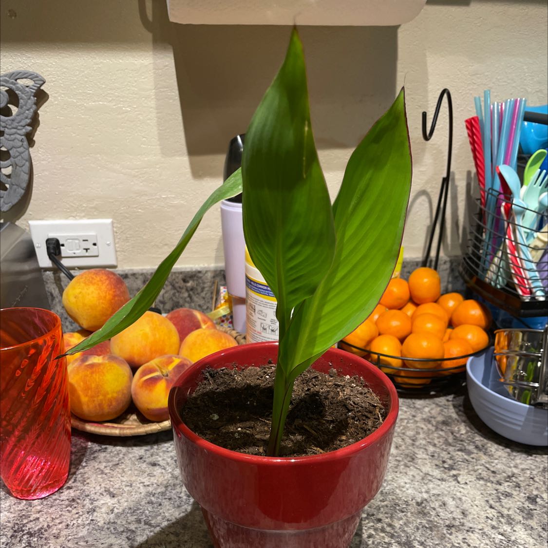 Potted Japanese Banana plant with broad green leaves in a kitchen setting.