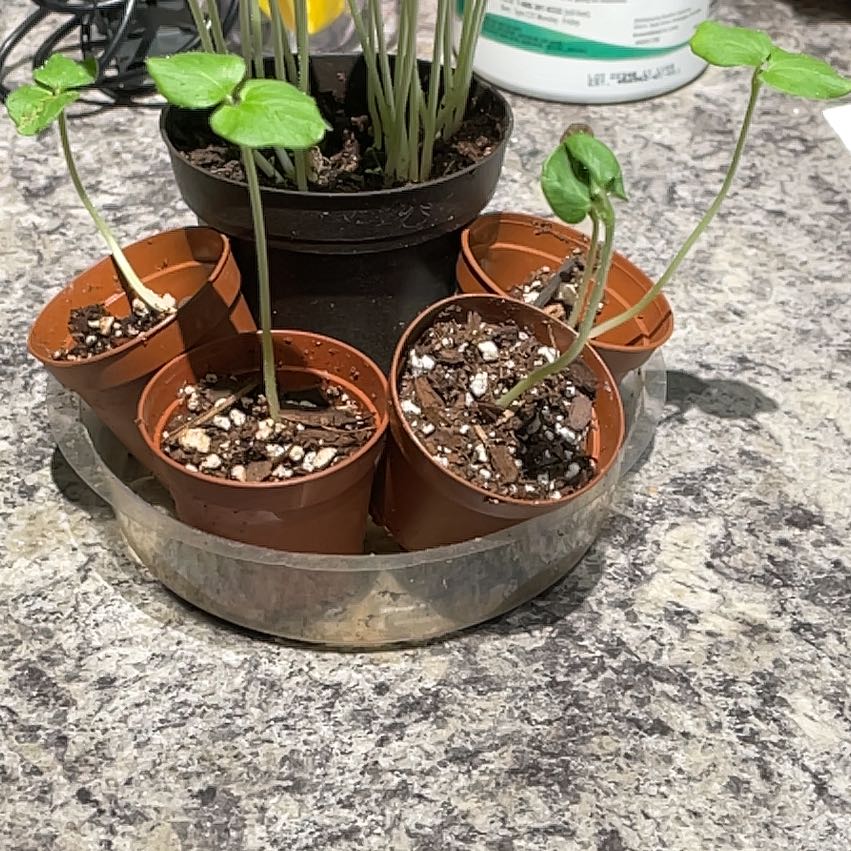 Common Okra Problems