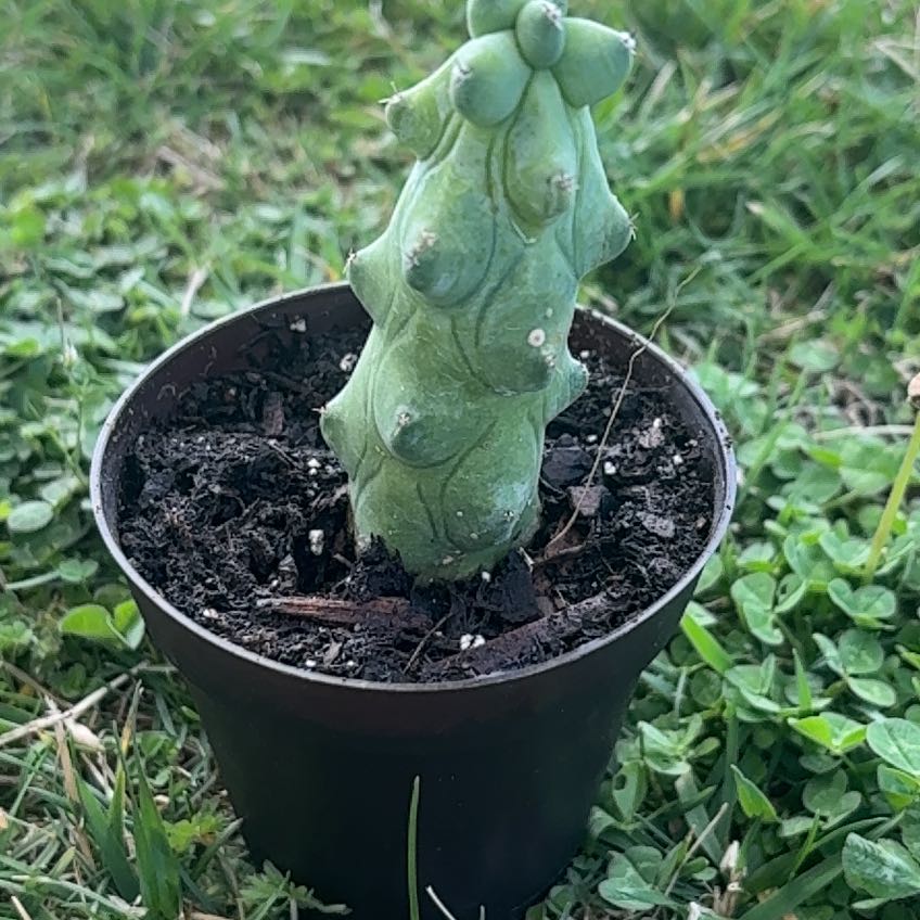 Photo of the plant species Bilberry Cactus by @Slubug1016 named Titiana on Greg, the plant care app