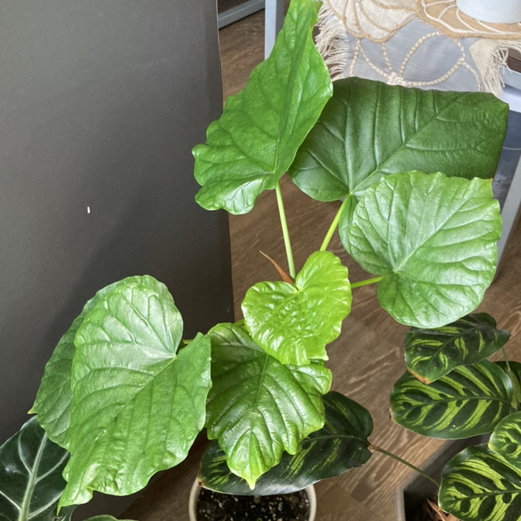 Ficus umbellata plant with large, glossy green leaves in a pot. Soil is visible.