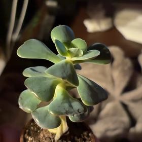 Photo of the plant species Echeveria 'Muesli' by Allison named Delilah on Greg, the plant care app