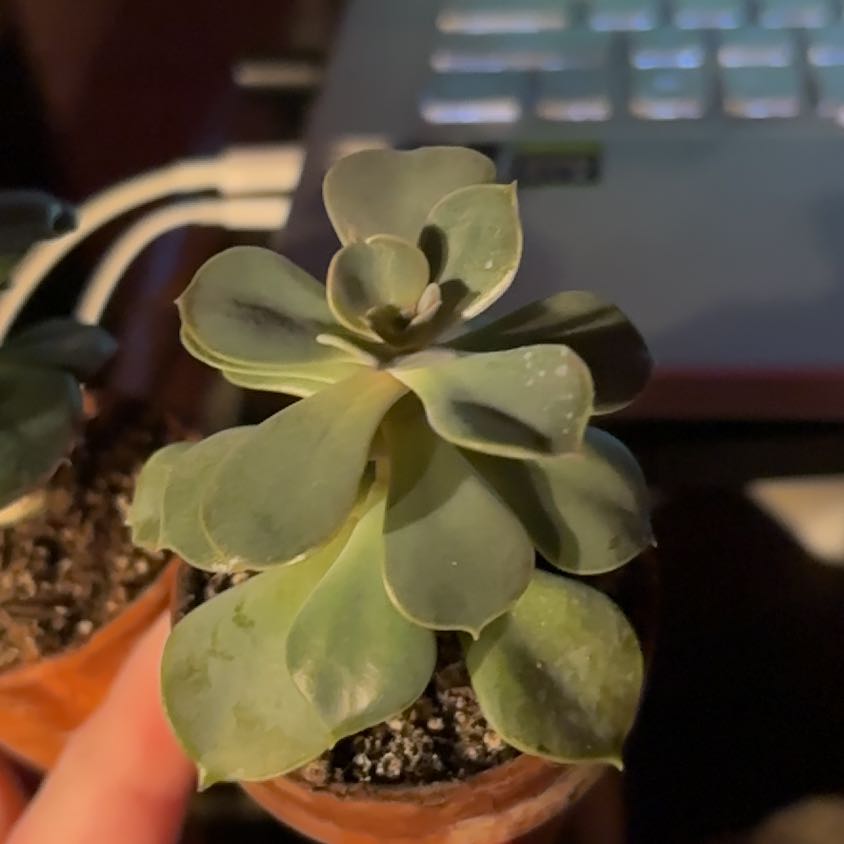 Photo of the plant species Echeveria 'Green Pearl' by Allison named Beyonce on Greg, the plant care app
