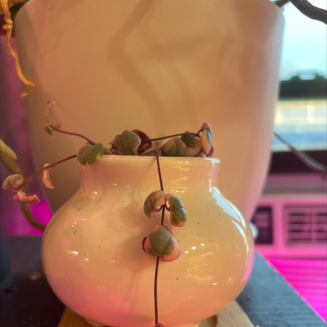 String of Hearts plant photo by @GardeningDiva named Amorcito on Greg, the plant care app.