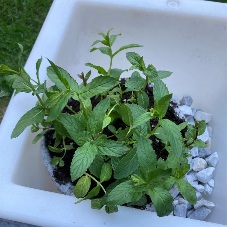 Healthy Horse Mint plant in a container with visible soil and white stones.
