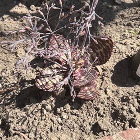 Photo of the plant species kalanchoe Partridge by @SteadfastChards named Beyonce on Greg, the plant care app