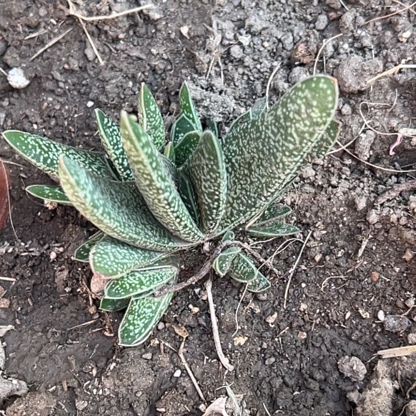 Photo of the plant species Lawyer's Tongue by @SteadfastChards named Taylor Swift on Greg, the plant care app